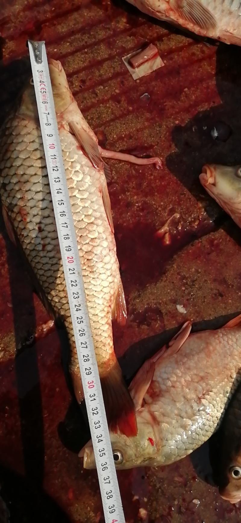 鲤鱼壳子开肚鱼鲤鱼皮酥鱼黄河鲤鱼武汉发货冻鱼冰鲤鱼鱼块