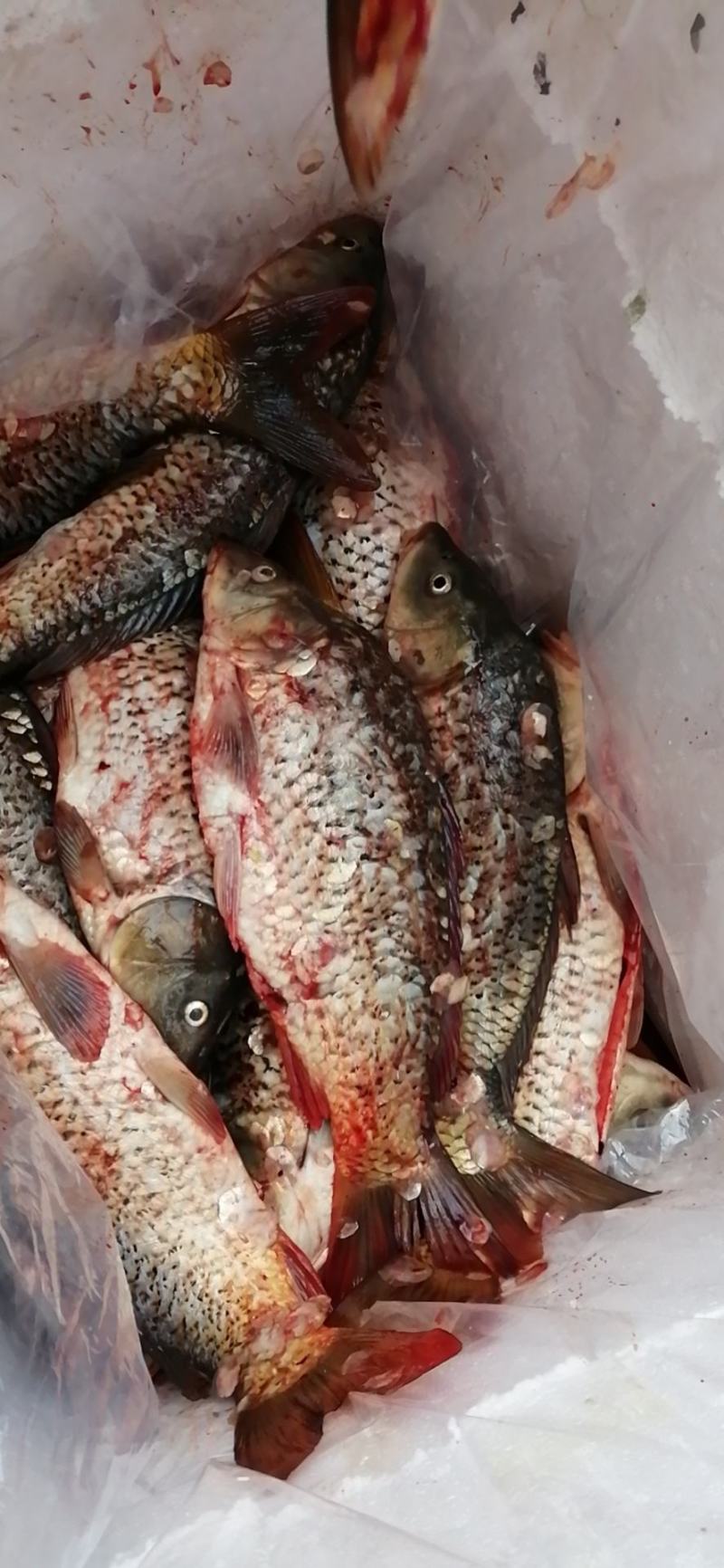 鲤鱼壳子开肚鱼鲤鱼皮酥鱼黄河鲤鱼武汉发货冻鱼冰鲤鱼鱼块