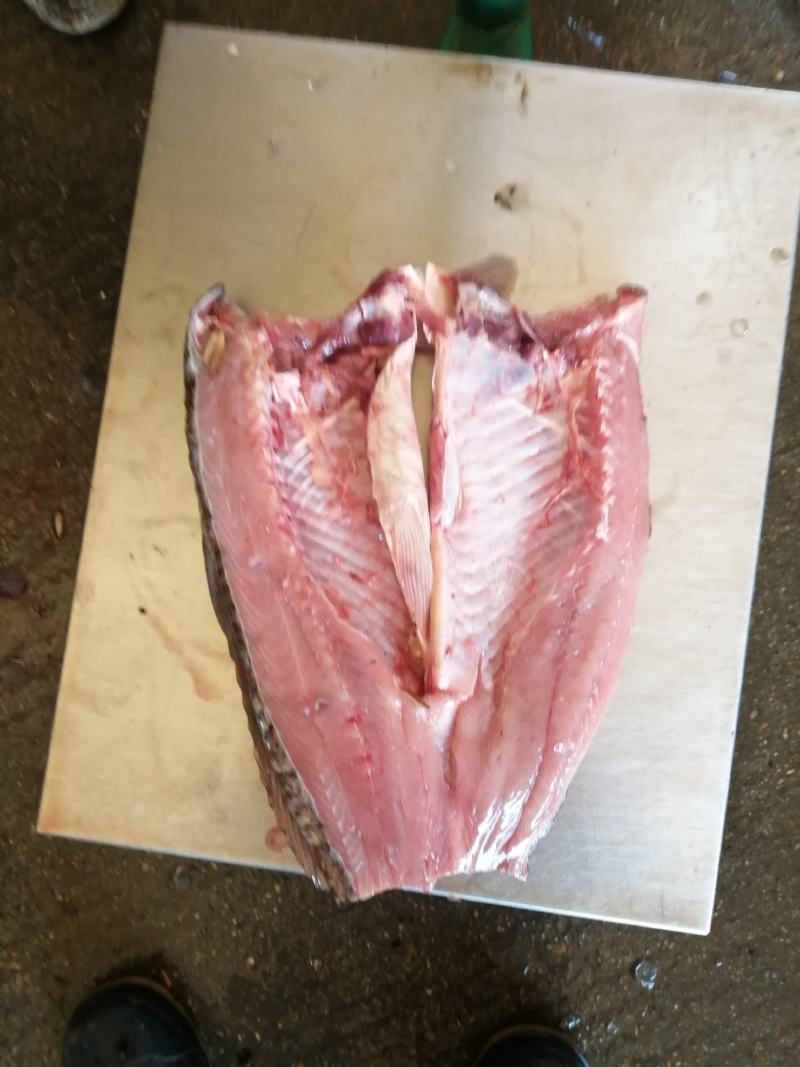 鲤鱼壳子开肚鱼鲤鱼皮酥鱼黄河鲤鱼武汉发货冻鱼冰鲤鱼鱼块