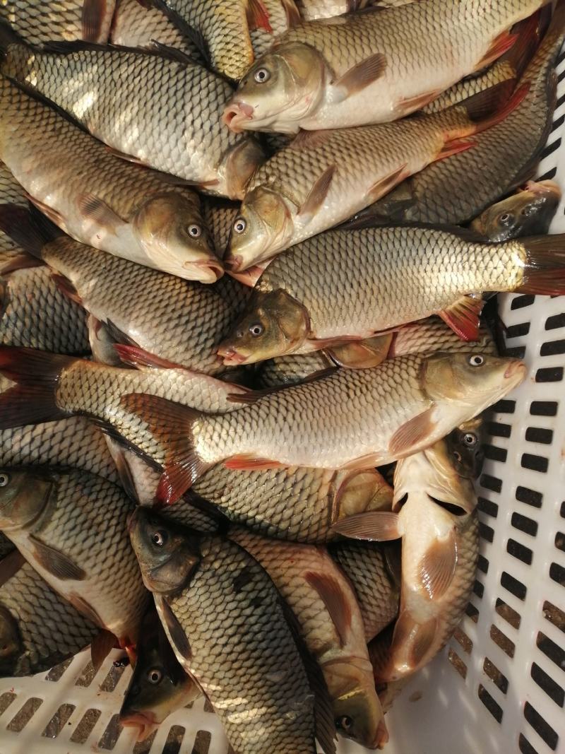 鲤鱼壳子开肚鱼鲤鱼皮酥鱼黄河鲤鱼武汉发货冻鱼冰鲤鱼鱼块