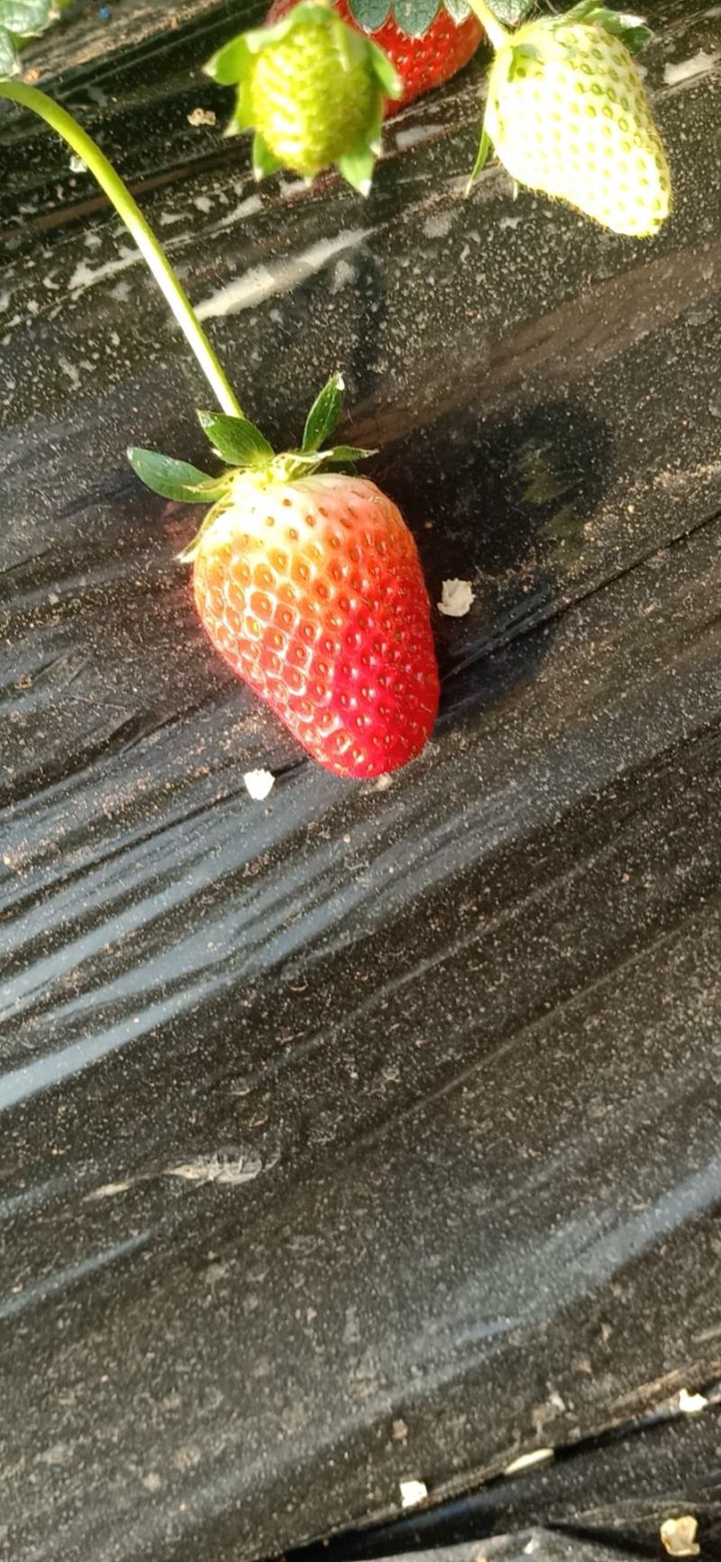 奶油草莓