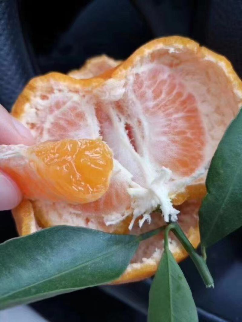 精品椪柑.芦柑.口感纯甜.入口化渣.一手货源