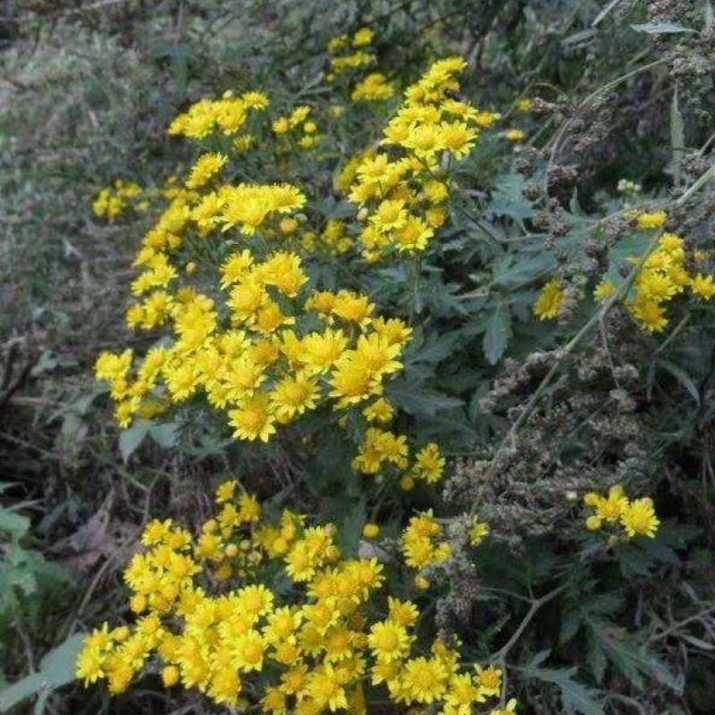 纯野菊花，有需要的联系我