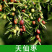 枣树树苗沾化冬枣特大果盆栽地栽庭院南北方种植现挖当年结果