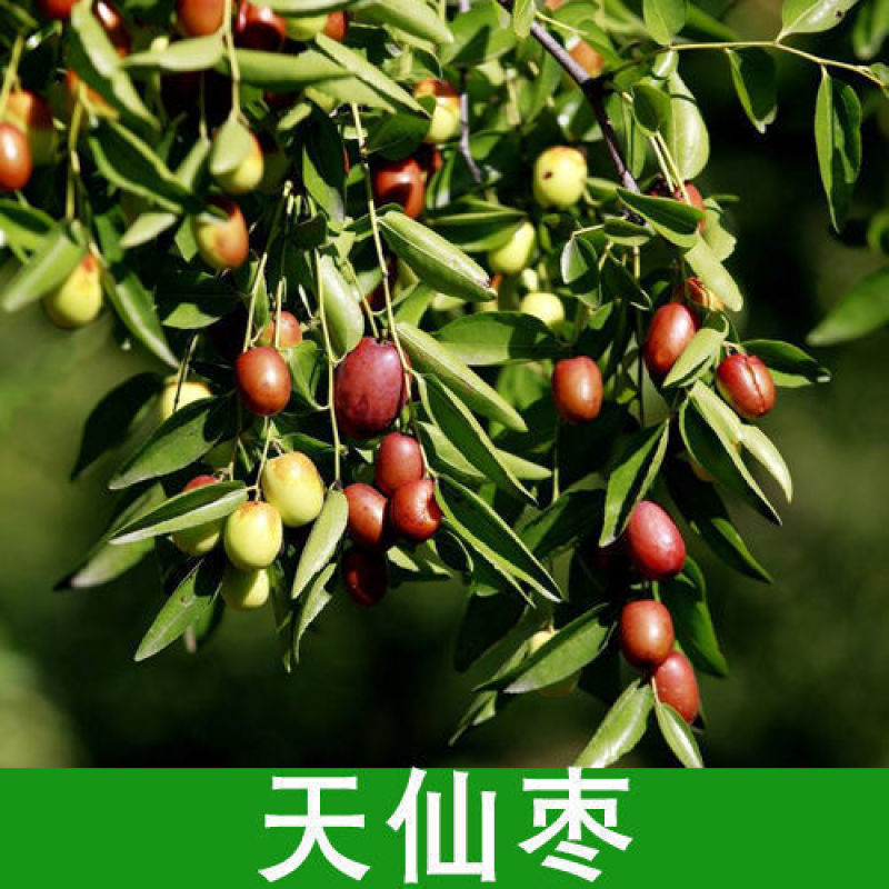 枣树树苗沾化冬枣特大果盆栽地栽庭院南北方种植现挖当年结果