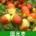 枣树树苗沾化冬枣特大果盆栽地栽庭院南北方种植现挖当年结果