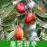 枣树树苗沾化冬枣特大果盆栽地栽庭院南北方种植现挖当年结果