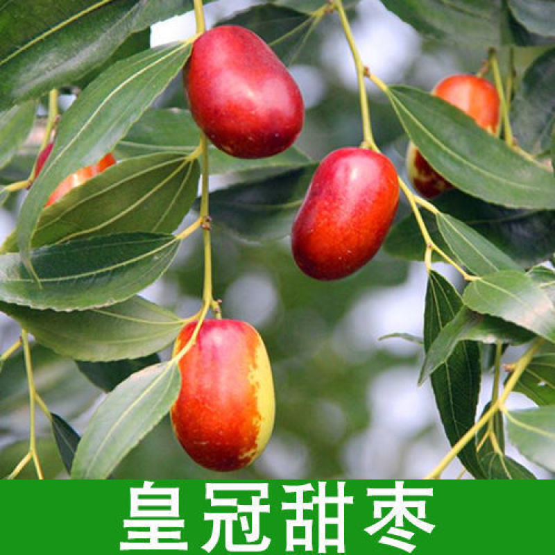 枣树树苗沾化冬枣特大果盆栽地栽庭院南北方种植现挖当年结果
