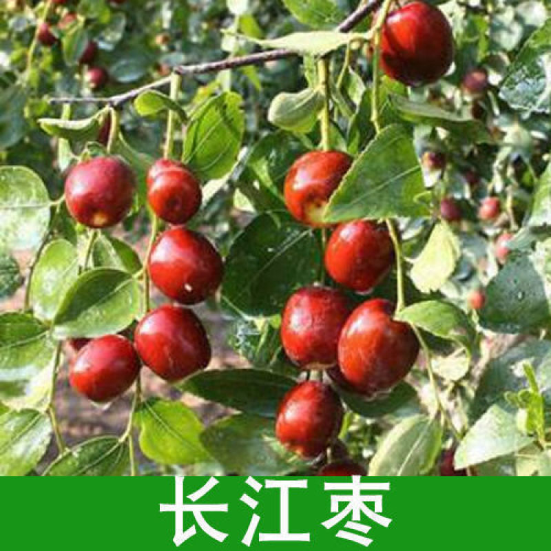 枣树树苗沾化冬枣特大果盆栽地栽庭院南北方种植现挖当年结果