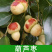 枣树树苗沾化冬枣特大果盆栽地栽庭院南北方种植现挖当年结果