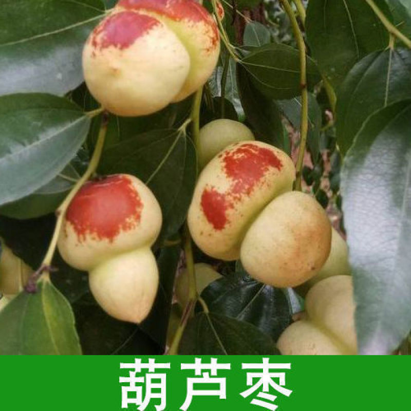 枣树树苗沾化冬枣特大果盆栽地栽庭院南北方种植现挖当年结果