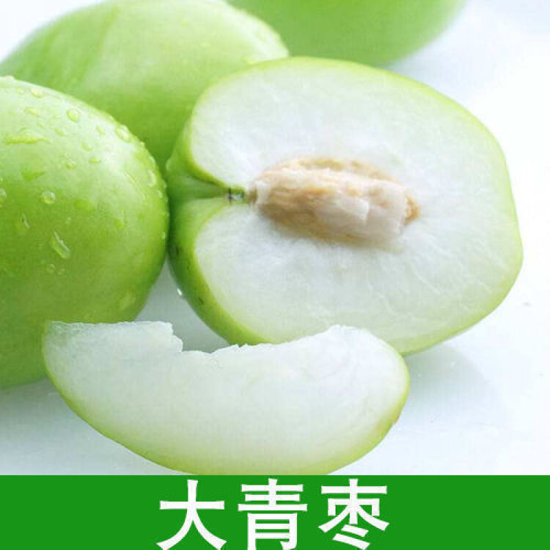 枣树树苗沾化冬枣特大果盆栽地栽庭院南北方种植现挖当年结果