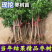 枣树树苗沾化冬枣特大果盆栽地栽庭院南北方种植现挖当年结果