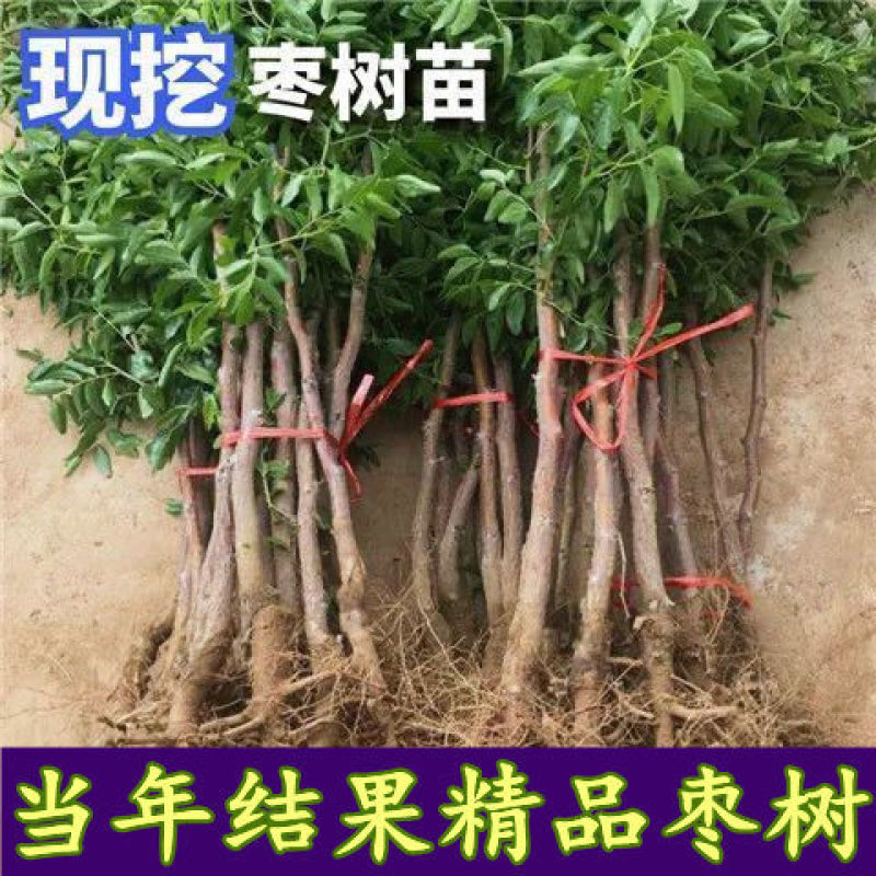 枣树树苗沾化冬枣特大果盆栽地栽庭院南北方种植现挖当年结果