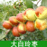 枣树树苗沾化冬枣特大果盆栽地栽庭院南北方种植现挖当年结果