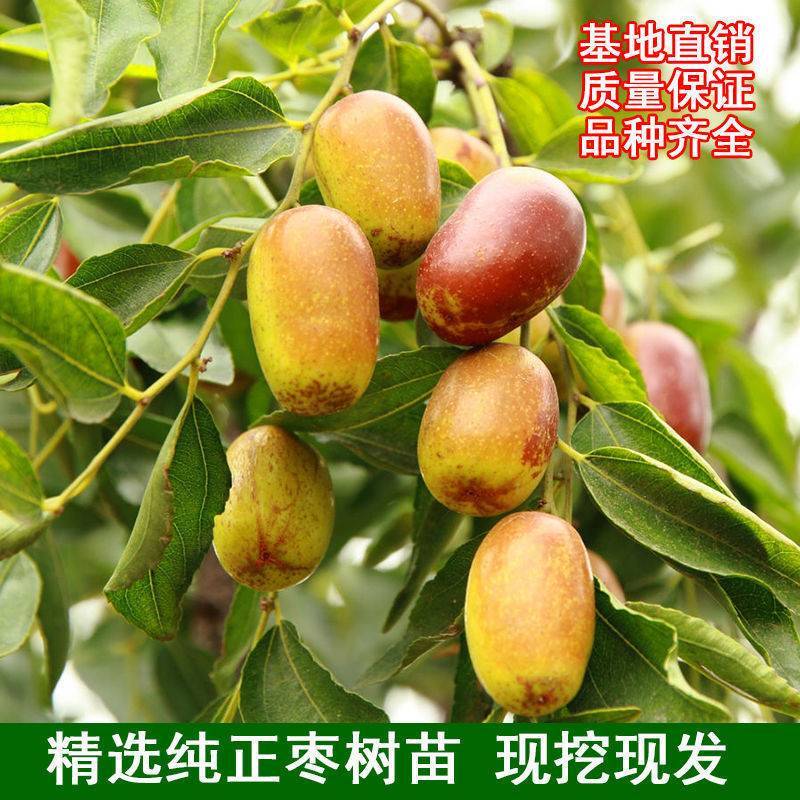 枣树树苗沾化冬枣特大果盆栽地栽庭院南北方种植现挖当年结果