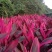 【精品】莲花竹（自有种植，基地批发，保质保量，量大多优）。