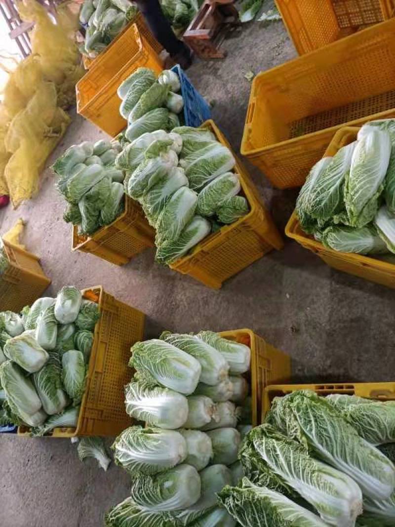 周口娃娃菜精品三颗超市电商货纸包高原娃娃菜