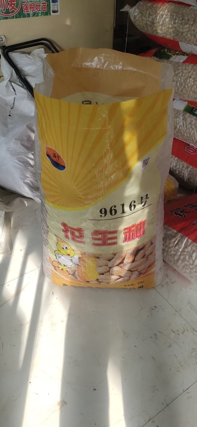 花生种子