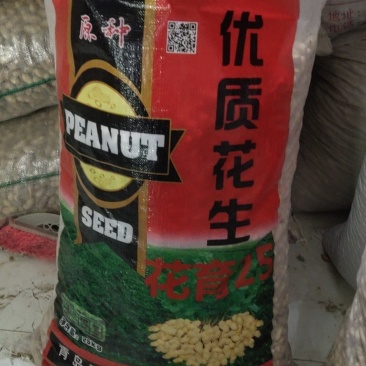 花生种子