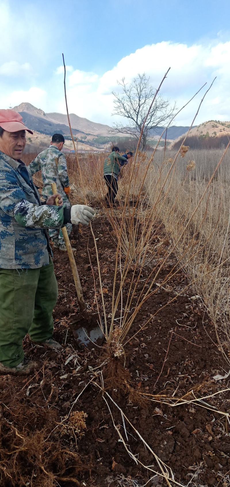 大花木绣球，圆锥绣球，杯苗，扦插苗，工程灌木