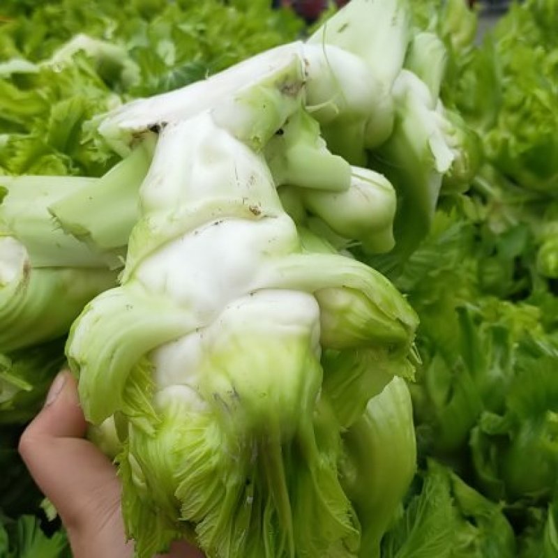 【精品】四川精品儿菜，基地大量供应，质量好，价格优
