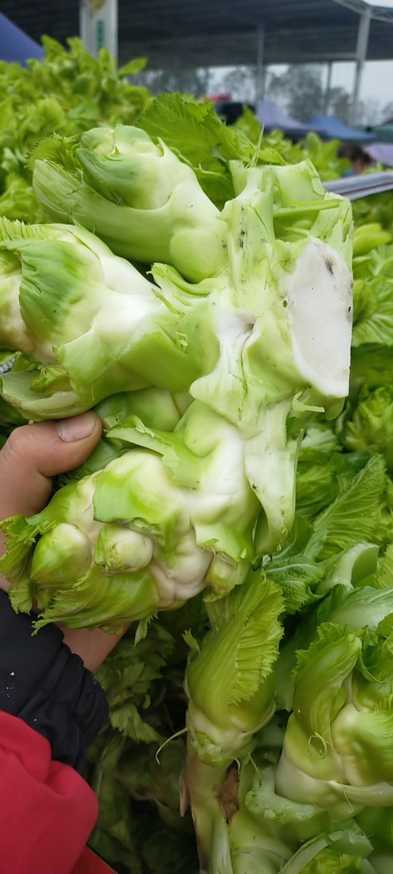 【精品】四川精品儿菜，基地大量供应，质量好，价格优