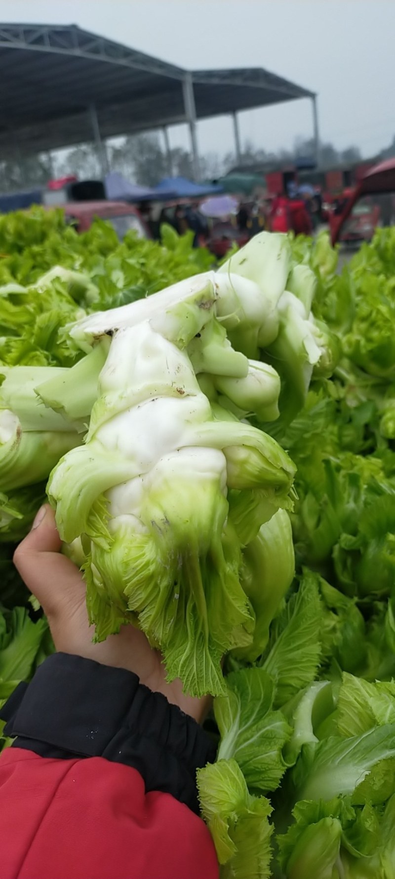 【精品】四川精品儿菜，基地大量供应，质量好，价格优