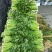 四川成都彭州精品西芹，基地新鲜出炉，大量供应，欢迎致电