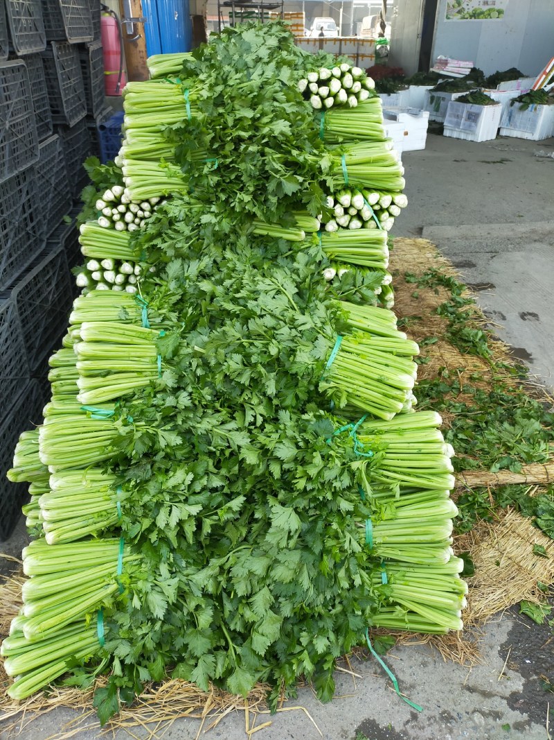 四川成都彭州精品西芹，基地新鲜出炉，大量供应，欢迎致电