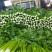 四川成都彭州精品西芹，基地新鲜出炉，大量供应，欢迎致电