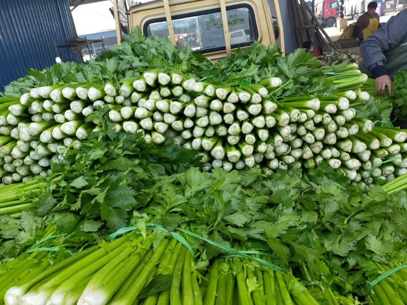 四川成都彭州精品西芹，基地新鲜出炉，大量供应，欢迎致电