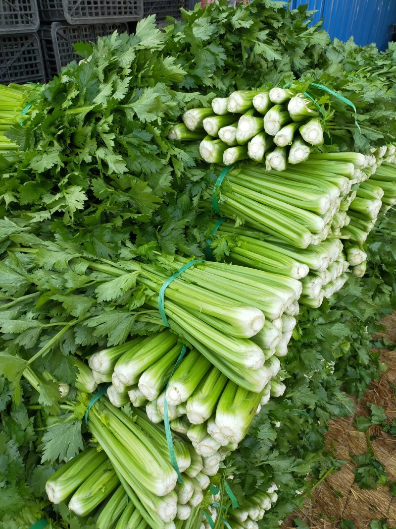 四川成都彭州精品西芹，基地新鲜出炉，大量供应，欢迎致电