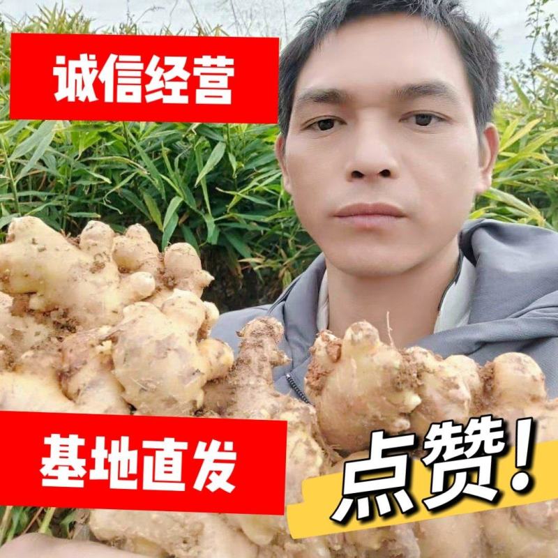 广西大肉姜每年这个时候，我们这边生姜大量上市了