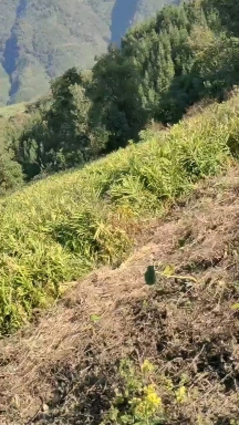 广西大肉姜每年这个时候，我们这边生姜大量上市了