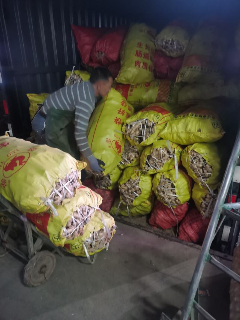 广西大肉姜每年这个时候，我们这边生姜大量上市了