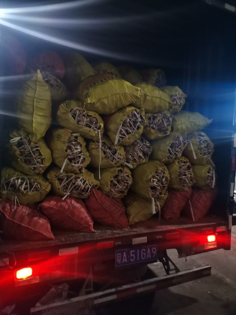 广西大肉姜每年这个时候，我们这边生姜大量上市了