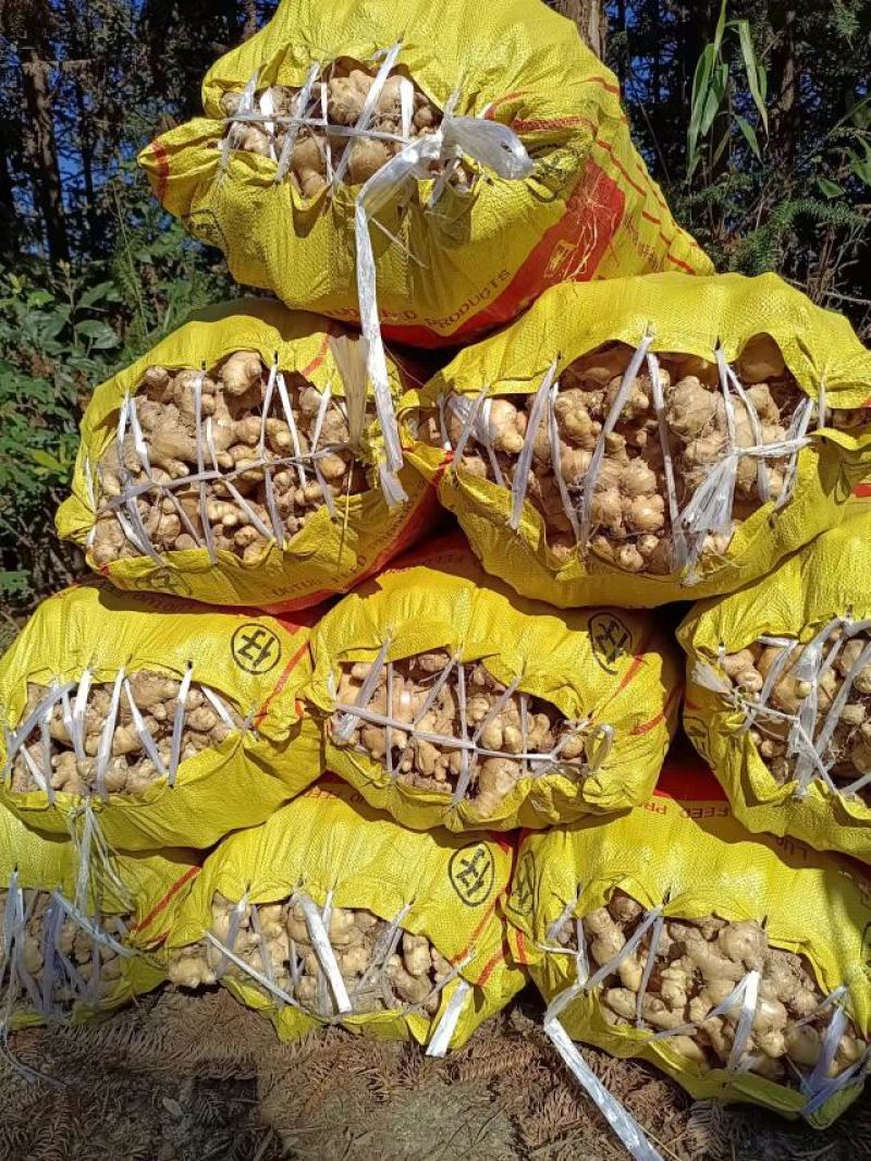 广西大肉姜每年这个时候，我们这边生姜大量上市了