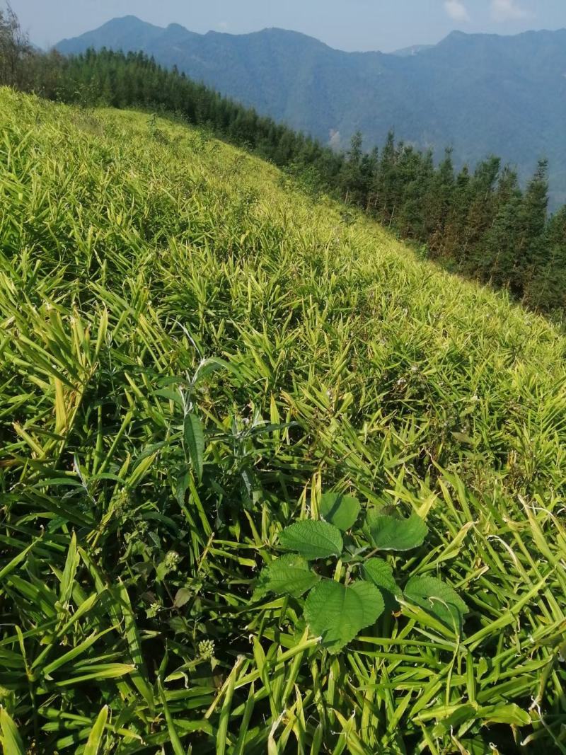 广西大肉姜每年这个时候，我们这边生姜大量上市了