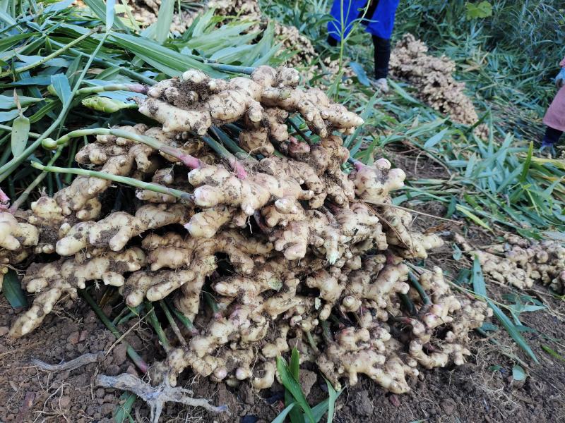 广西大肉姜每年这个时候，我们这边生姜大量上市了