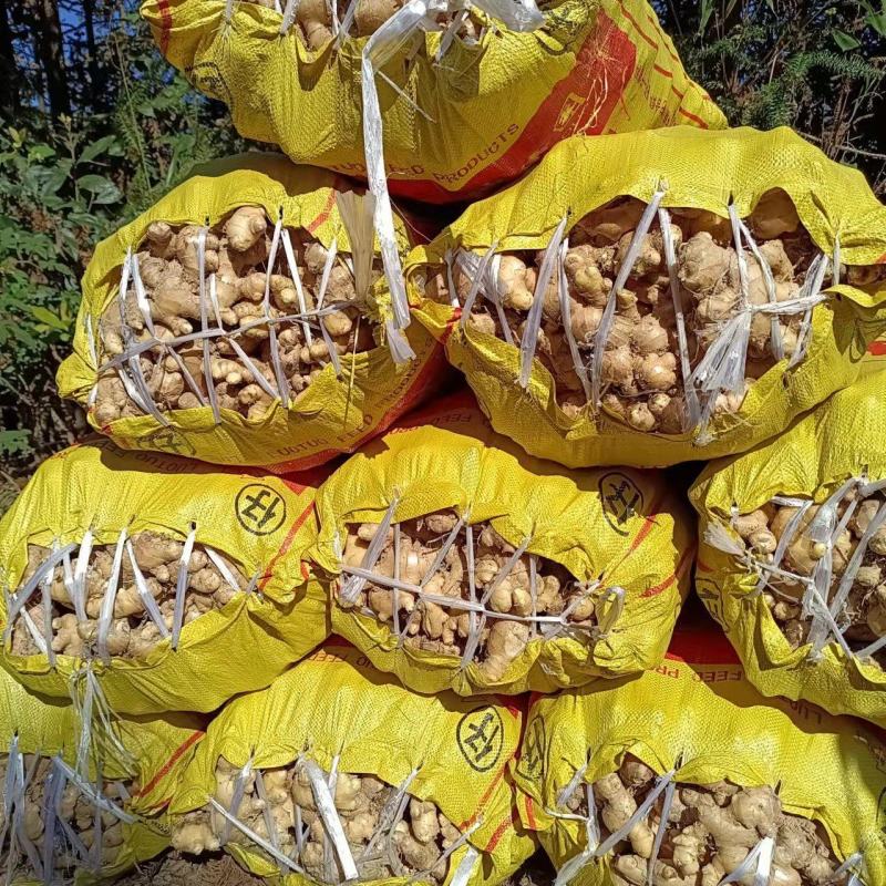 广西大肉姜每年这个时候，我们这边生姜大量上市了