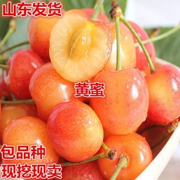 嫁接樱桃苗黄蜜大樱桃苗南方北方种植盆栽地栽樱桃树