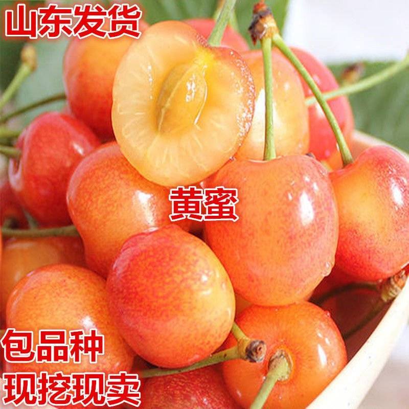 嫁接樱桃苗黄蜜大樱桃苗南方北方种植盆栽地栽樱桃树
