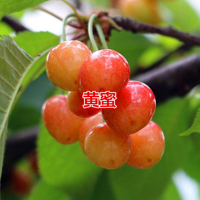 嫁接樱桃苗黄蜜大樱桃苗南方北方种植盆栽地栽樱桃树