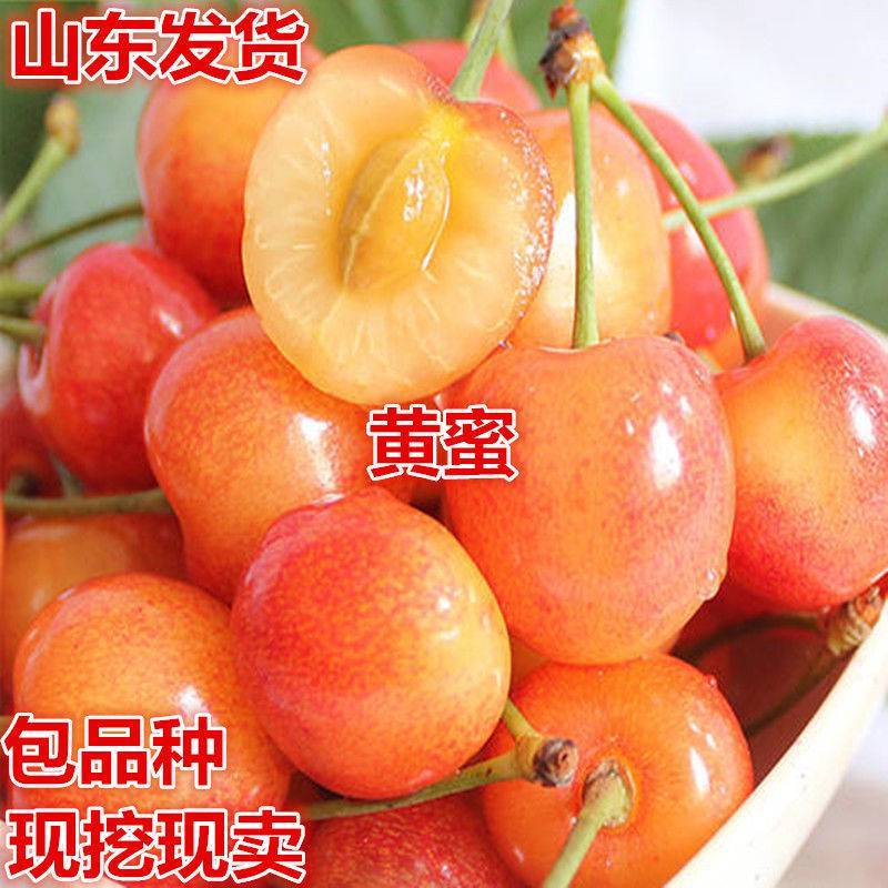 嫁接樱桃苗黄蜜大樱桃苗南方北方种植盆栽地栽樱桃树