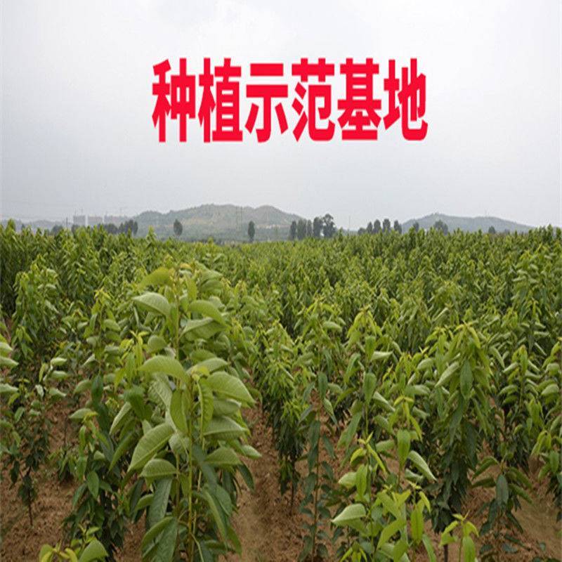 嫁接樱桃苗黄蜜大樱桃苗南方北方种植盆栽地栽樱桃树