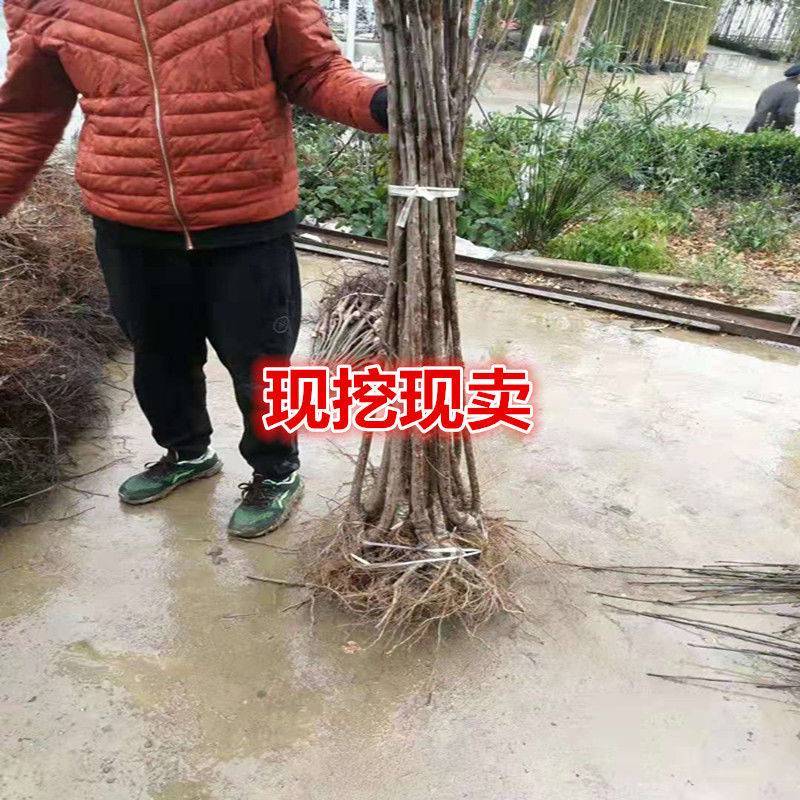 嫁接樱桃苗黄蜜大樱桃苗南方北方种植盆栽地栽樱桃树