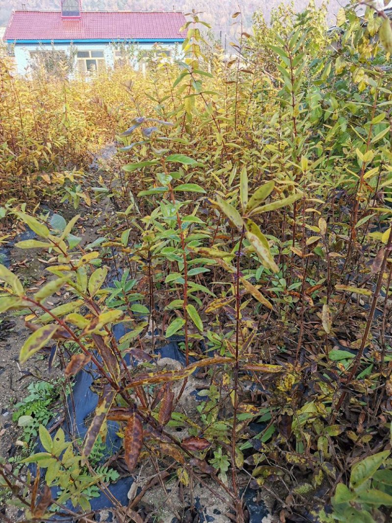 蓝靛果苗山茄子苗占地苗建园苗品种齐全