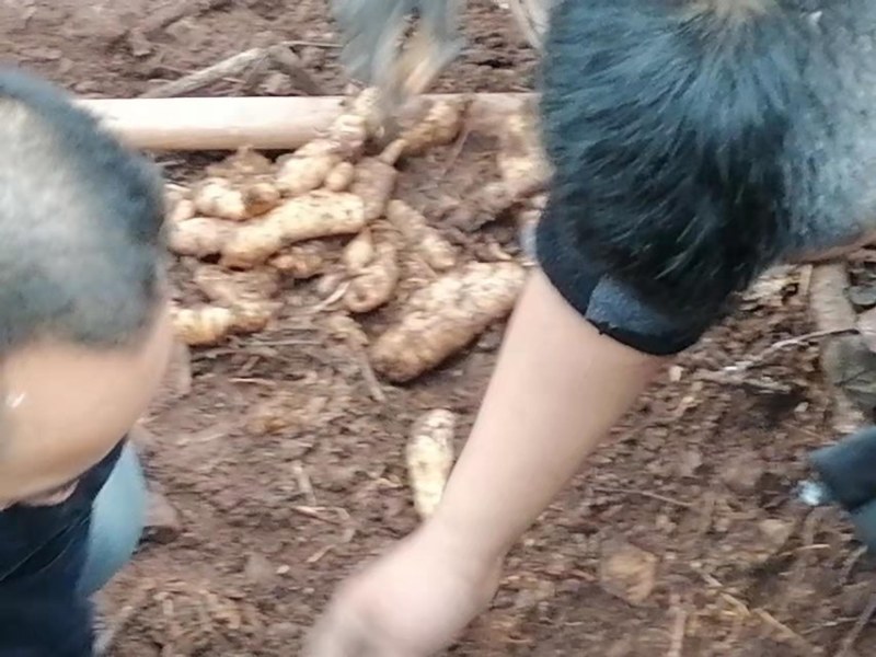 鲜，统货