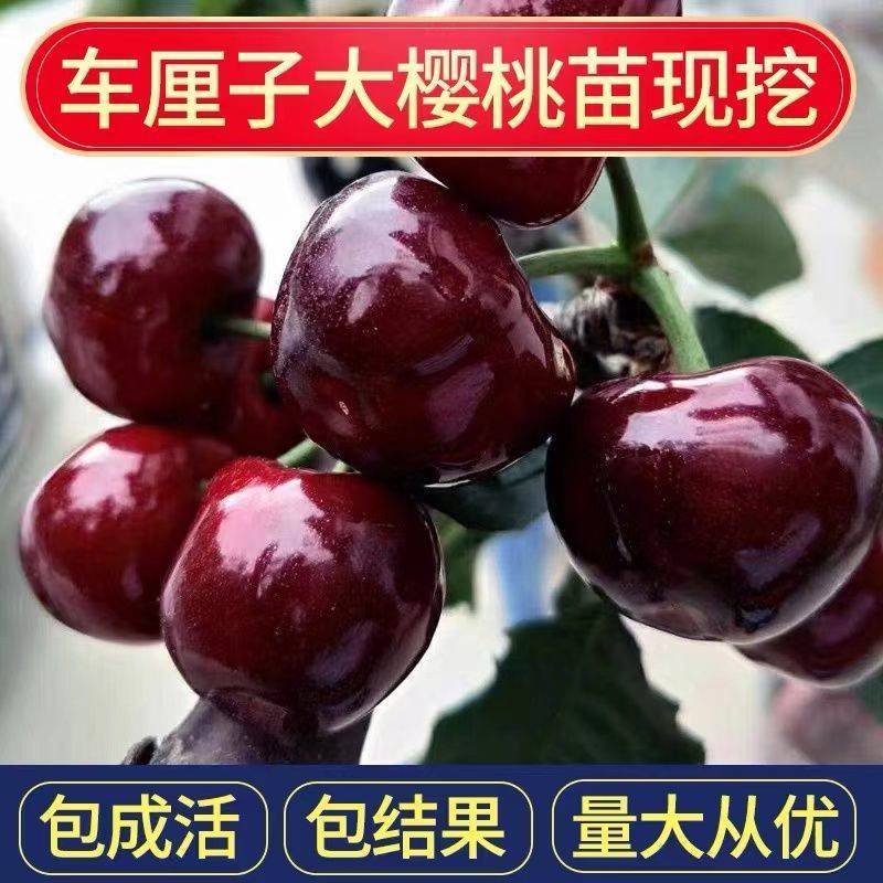 樱桃苗大樱桃车厘子树苗盆栽地栽果树苗南方北方种植当年结果